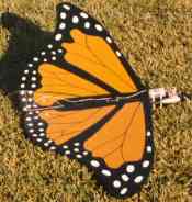Scratch built Monarch Butterfly, OS .10. This was one of my worst RC mistakes. See for yourself!